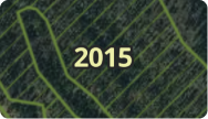 Timber Cuts Thinning.png